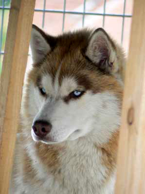Apache of Inivruk