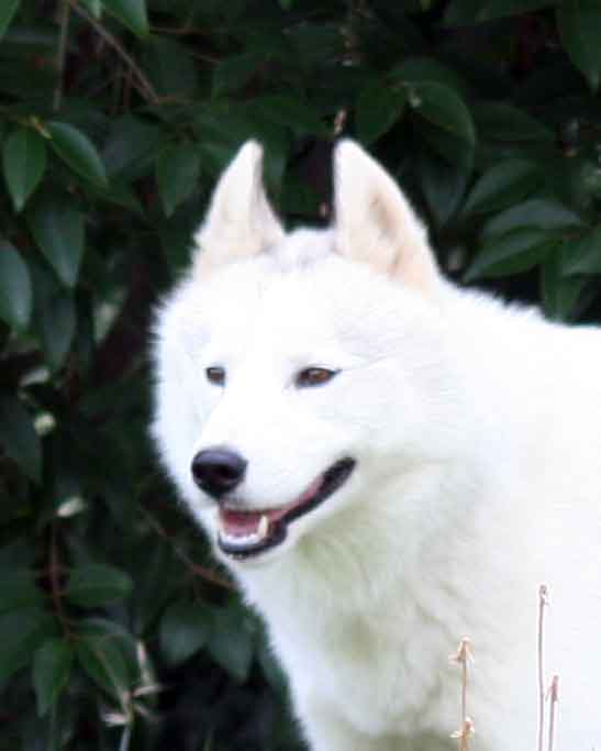 Sirius Black of Settler's Bay
