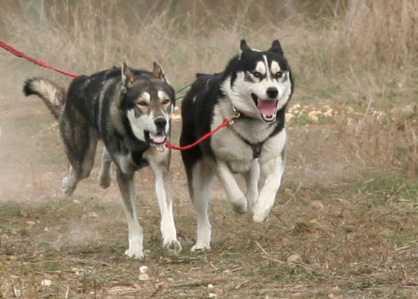 Amalouk et Balkan