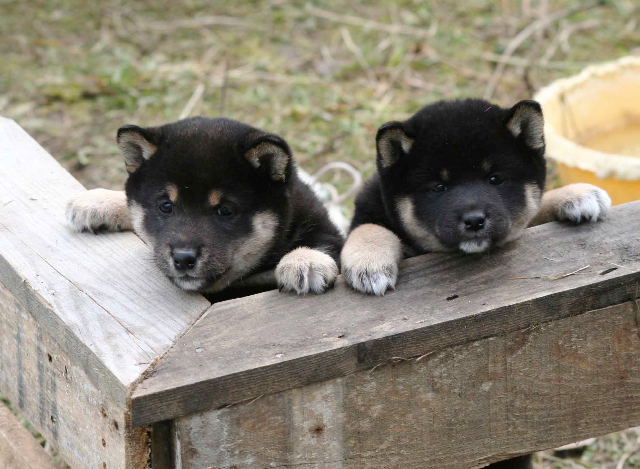 YUKI et SHIN'MEI