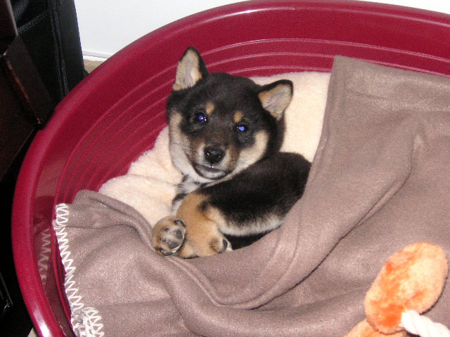 YUKI