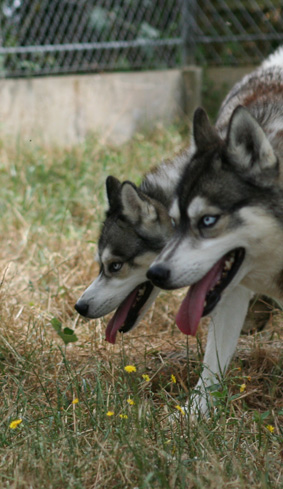 AD et NUBI