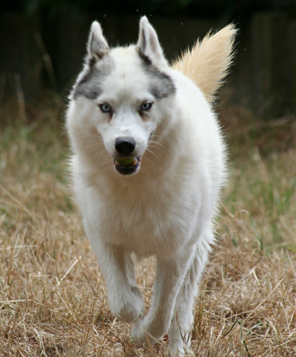 Akela
