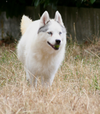 AKELA