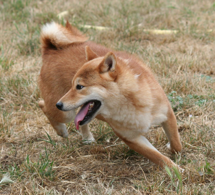 CKITSUNE
