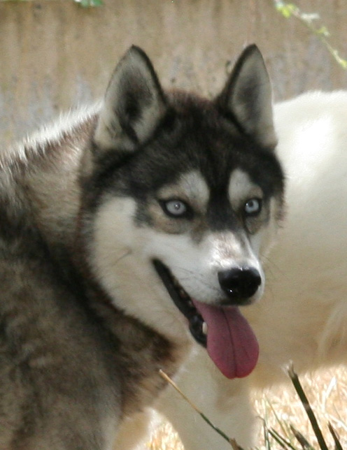 NUBI