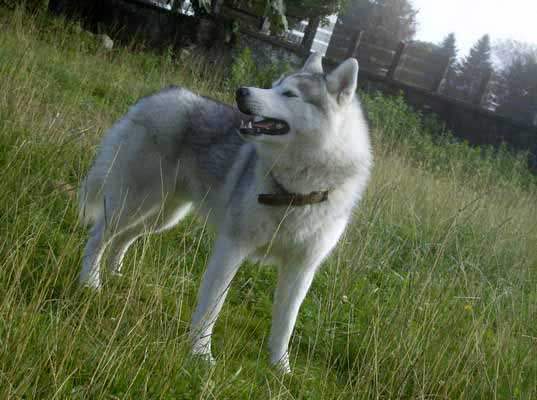 Loup