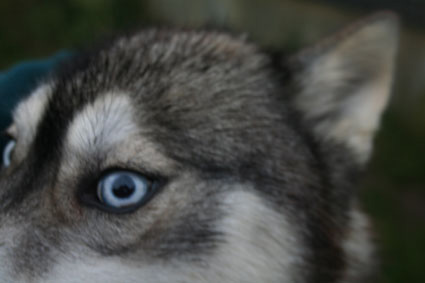 Nubi