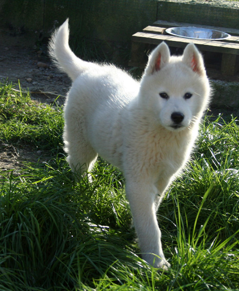 Sirius à 2mois