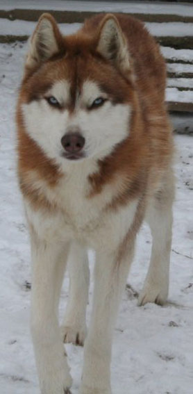 Sparrow adulte 2ans