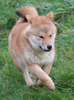 ptitshiba