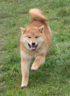 ptitshiba