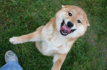 ptitshiba